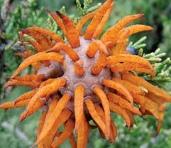 Attēlu rezultāti vaicājumam “Gymnosporangium sabinae”