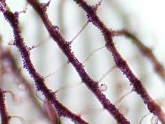 Attēlu rezultāti vaicājumam “Cribraria pertenuis stalked”