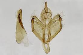 Attēlu rezultāti vaicājumam “Eilema depressa imago”