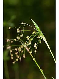 Attēlu rezultāti vaicājumam “Luzula luzuloides fruit”