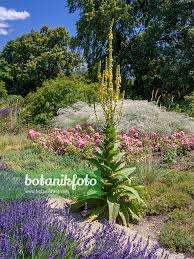 Image result for Verbascum densiflorum