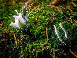 Attēlu rezultāti vaicājumam “Xylaria hypoxylon”