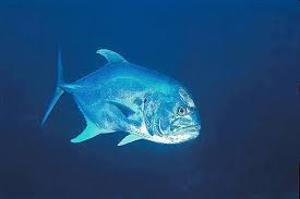 Image result for Caranx hippos