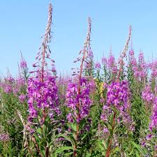 Image result for Weidenröschen