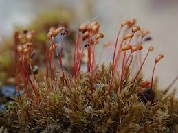 Attēlu rezultāti vaicājumam “Dicranella varia”