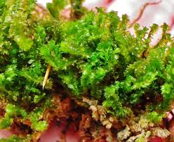 Attēlu rezultāti vaicājumam “Barbilophozia barbata”