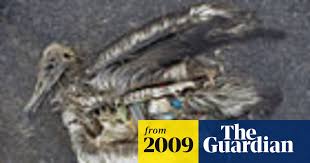 Image result for albatross dead chick