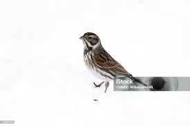 Attēlu rezultāti vaicājumam “Emberiza schoeniclus”