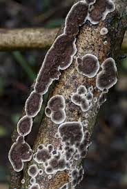 Attēlu rezultāti vaicājumam “Hymenochaete tabacina”