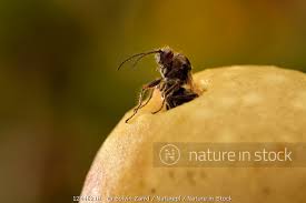 Attēlu rezultāti vaicājumam “Cynips quercusfolii”