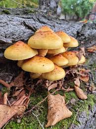 Attēlu rezultāti vaicājumam “Pholiota aurivella”