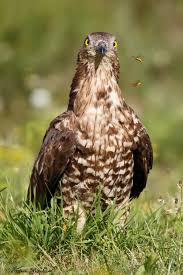 Attēlu rezultāti vaicājumam “Pernis apivorus”