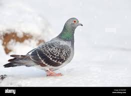 Attēlu rezultāti vaicājumam “Columba livia f. domestica adult”