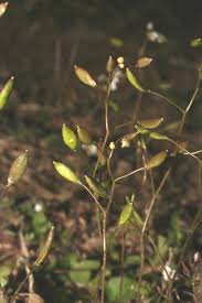 Attēlu rezultāti vaicājumam “Erophila verna fruit”