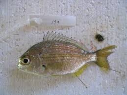 Image result for Rhabdosargus holubi