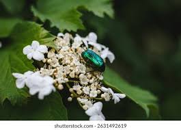 Attēlu rezultāti vaicājumam “Cetonia aurata imago”