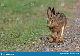 Attēlu rezultāti vaicājumam “Lepus europaeus”