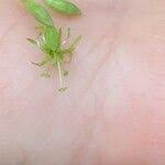 Attēlu rezultāti vaicājumam “Silene otites fruit”