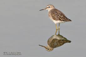 Attēlu rezultāti vaicājumam “Tringa glareola adult”