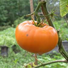 Afbeeldingsresultaat voor brandywine tomato