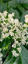 Image result for Valeriana officinalis