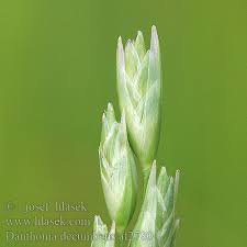 Attēlu rezultāti vaicājumam “Danthonia decumbens bud”