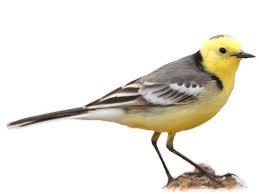 Attēlu rezultāti vaicājumam “Motacilla citreola male”