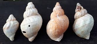 Image result for Buccinum undatum