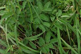 Attēlu rezultāti vaicājumam “Sanguisorba officinalis leaf”