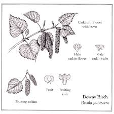 Attēlu rezultāti vaicājumam “Betula pubescens leaf”