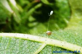 Attēlu rezultāti vaicājumam “Chrysopidae eggs”