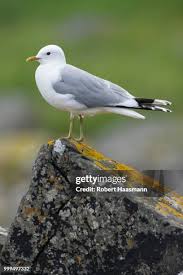 Attēlu rezultāti vaicājumam “Rissa tridactyla”