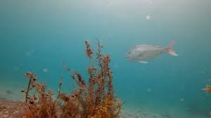 Image result for Pagrus auratus