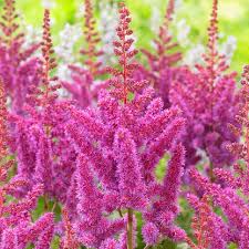 Attēlu rezultāti vaicājumam “Astilbe chinensis leaf”