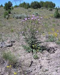 Attēlu rezultāti vaicājumam “Cirsium x rigens”