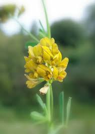 Attēlu rezultāti vaicājumam “Medicago sativa subsp. falcata fruit”