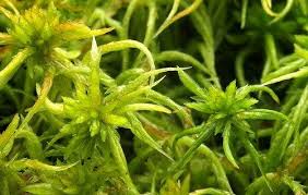 Attēlu rezultāti vaicājumam “Sphagnum flexuosum”