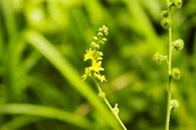 Attēlu rezultāti vaicājumam “Agrimonia pilosa”