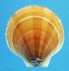 Image result for Placopecten magellanicus