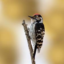 Attēlu rezultāti vaicājumam “Dendrocopos minor”