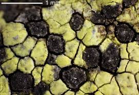 Attēlu rezultāti vaicājumam “Rhizocarpon geographicum”