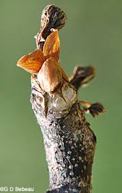 Attēlu rezultāti vaicājumam “Gymnocladus dioicus bud”