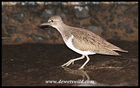 Attēlu rezultāti vaicājumam “Actitis hypoleucos adult”