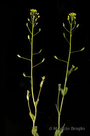 Attēlu rezultāti vaicājumam “Draba nemorosa fruit”