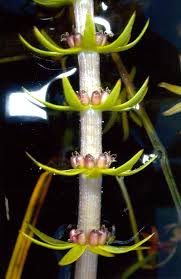 Attēlu rezultāti vaicājumam “Hippuridaceae”