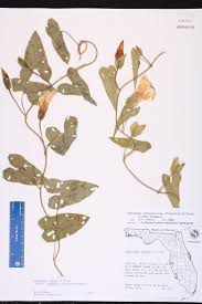 Attēlu rezultāti vaicājumam “Calystegia sepium fruit”