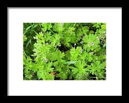 Attēlu rezultāti vaicājumam “Geranium pusillum flower”
