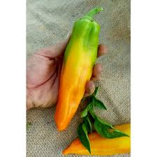 Afbeeldingsresultaat voor marconi golden sweet pepper