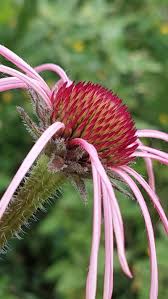 Image result for Echinacea pallida