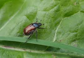 Attēlu rezultāti vaicājumam “Phyllopertha horticola”